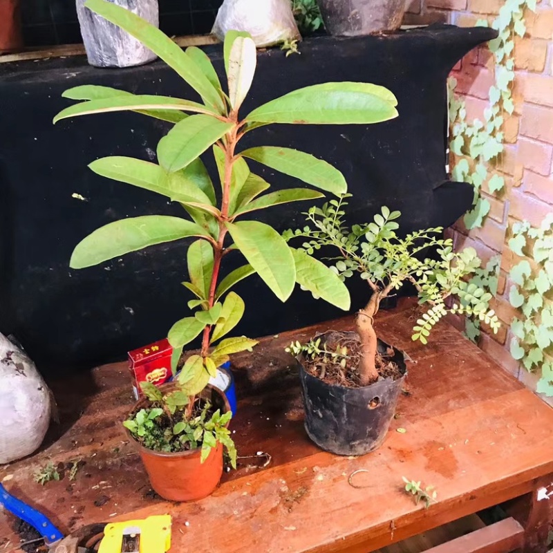 马缨花杜鹃映山红开花小苗高山杜鹃