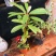马缨花杜鹃映山红开花小苗高山杜鹃