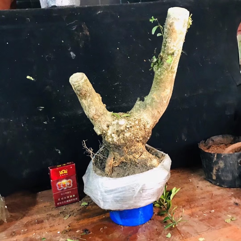 雀舌瓜子黄杨批发零售带土包邮
