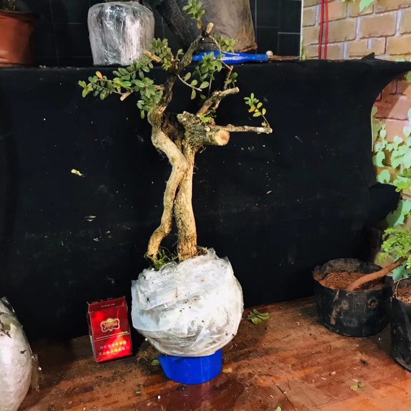 雀舌瓜子黄杨批发零售带土包邮