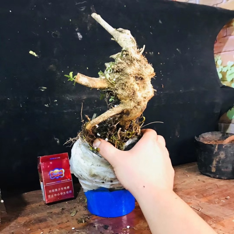 雀舌瓜子黄杨批发零售带土包邮