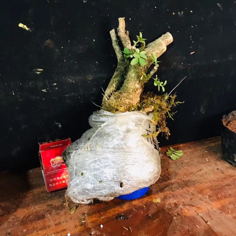 雀舌瓜子黄杨批发零售带土包邮