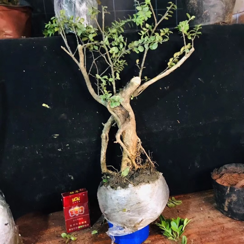 雀舌瓜子黄杨批发零售带土包邮