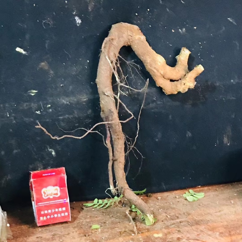 正宗云南红芽清香木老桩驱蚊虫植物