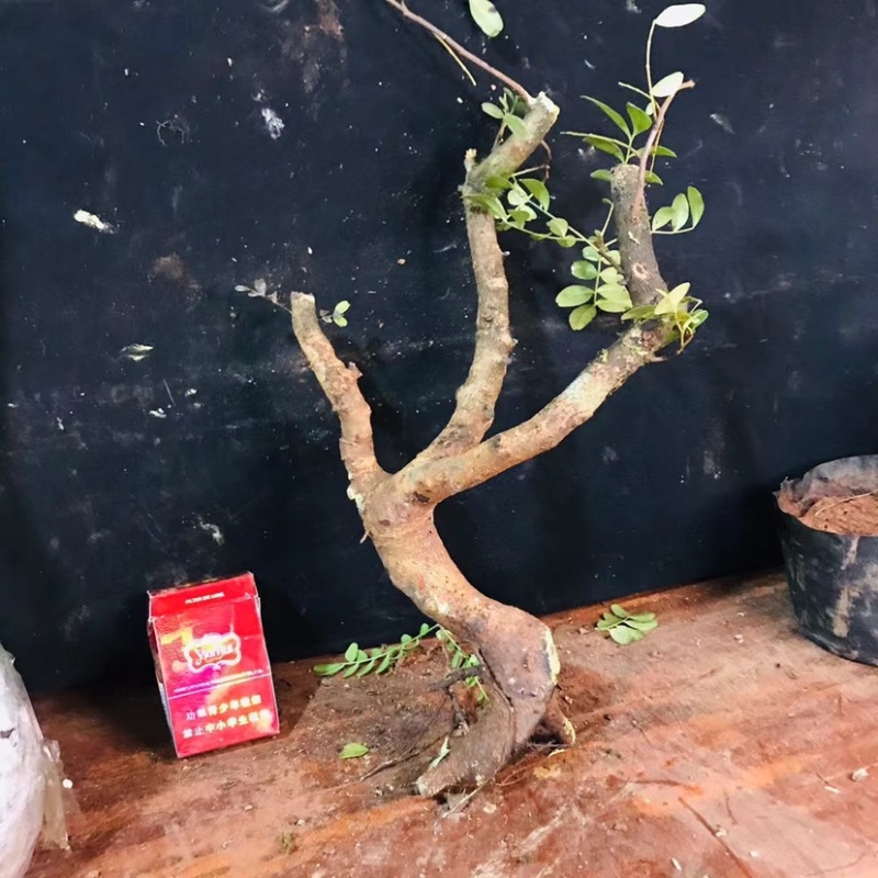 正宗云南红芽清香木老桩驱蚊虫植物