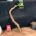 正宗云南红芽清香木老桩驱蚊虫植物