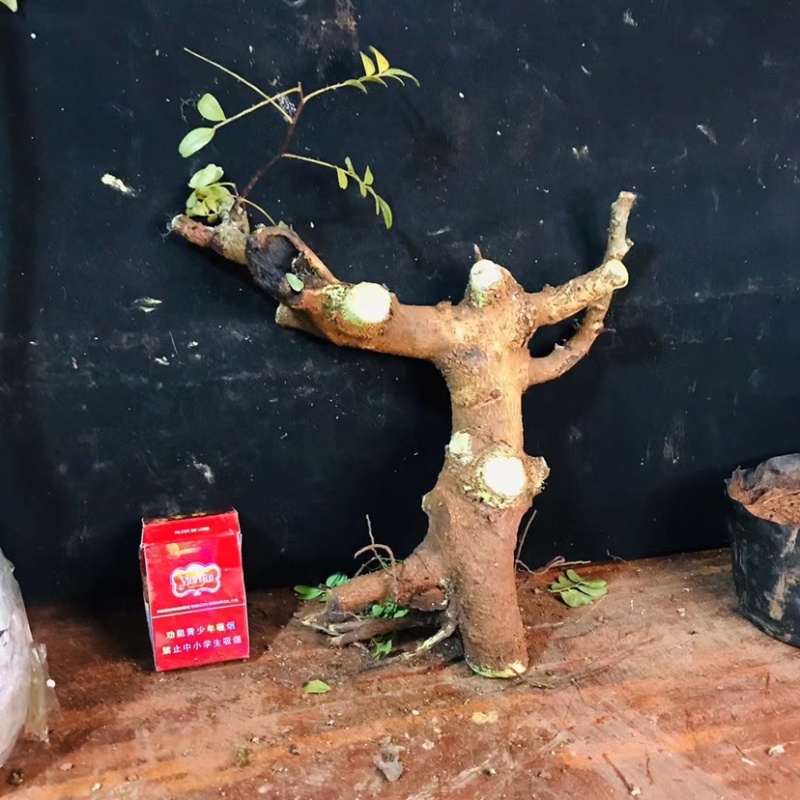正宗云南红芽清香木老桩驱蚊虫植物
