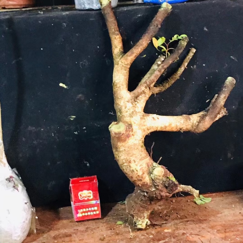正宗云南红芽清香木老桩驱蚊虫植物