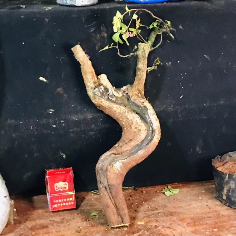正宗云南红芽清香木老桩驱蚊虫植物