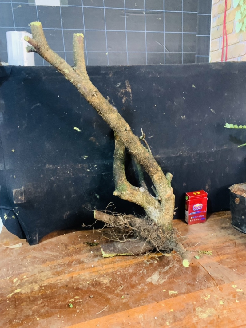 正宗云南红芽清香木老桩驱蚊虫植物