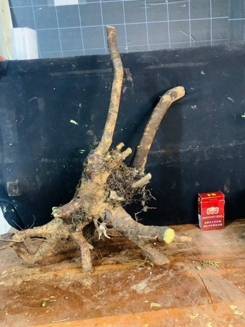 正宗云南红芽清香木老桩驱蚊虫植物