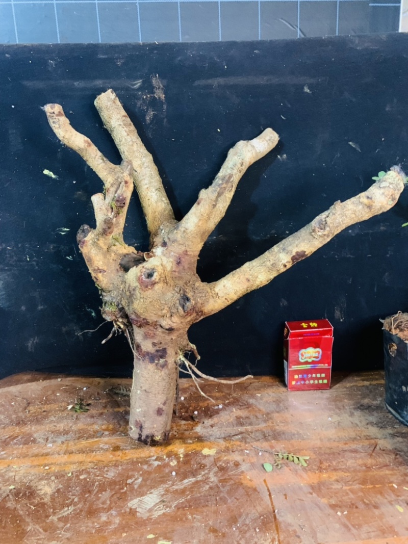 正宗云南红芽清香木老桩驱蚊虫植物