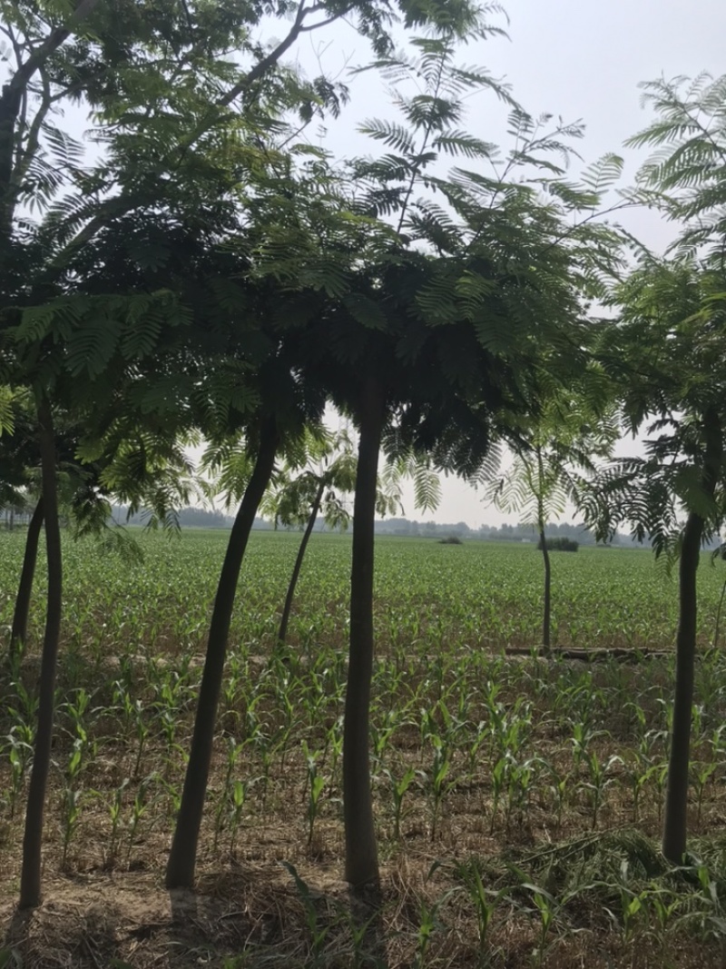 地头装车合欢10公分12公分合欢15公分合欢！