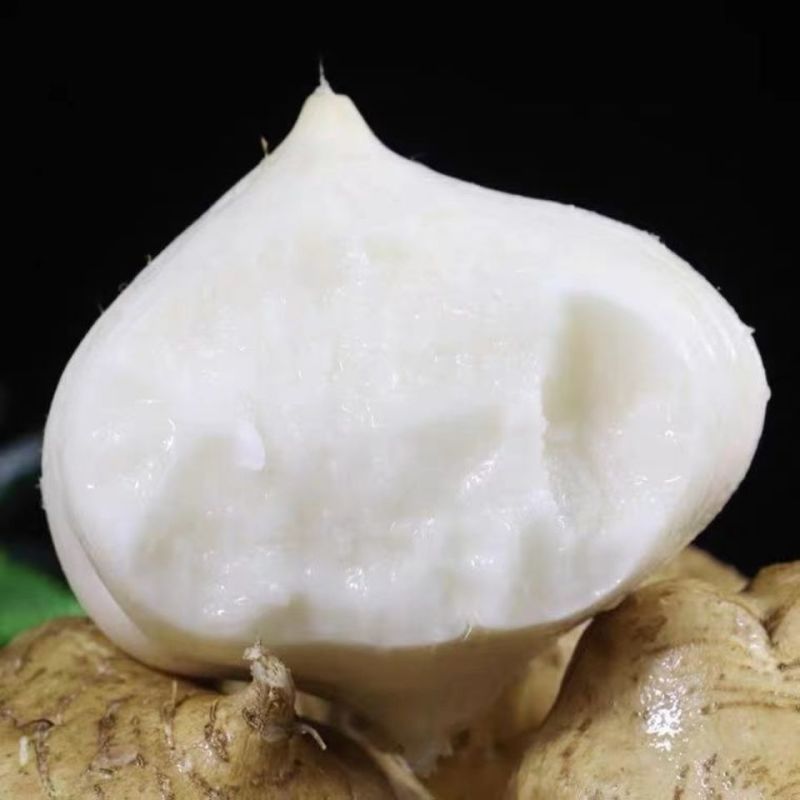 【包邮-40斤凉薯】热销20斤40斤新鲜凉薯豆薯