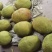 菠萝