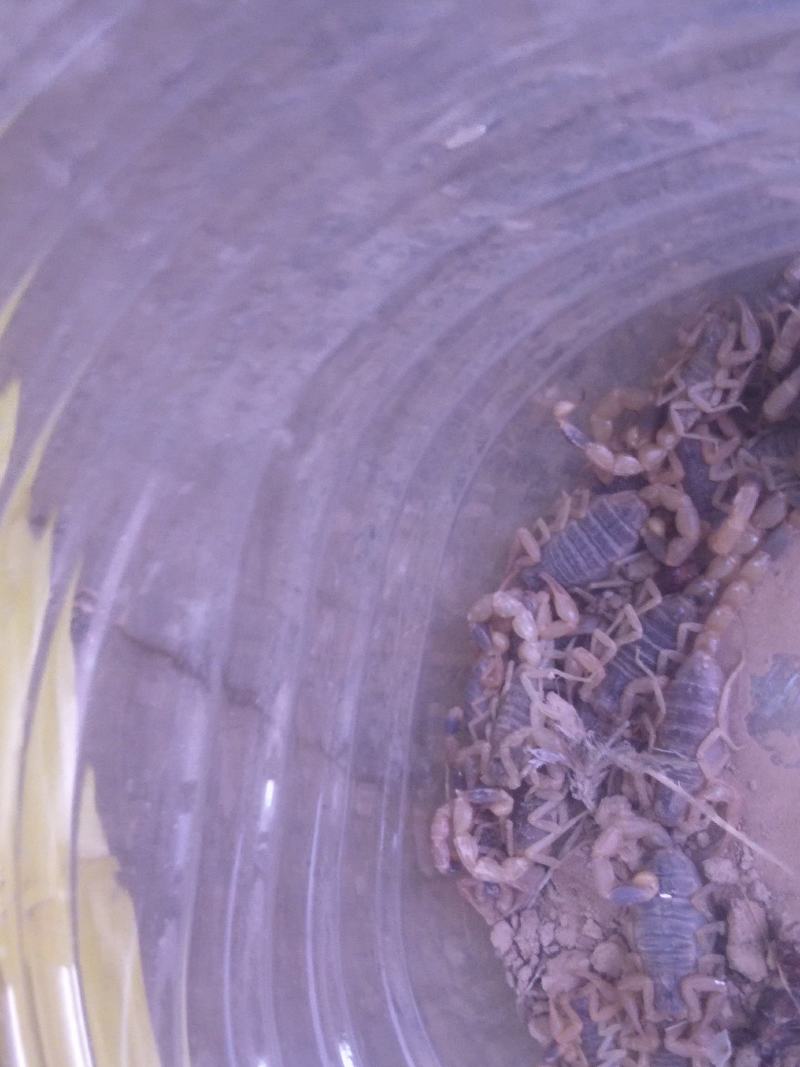 甘肃纯野生蝎子大量上市需要老板及时咨询