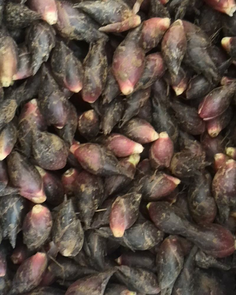 云南阳荷