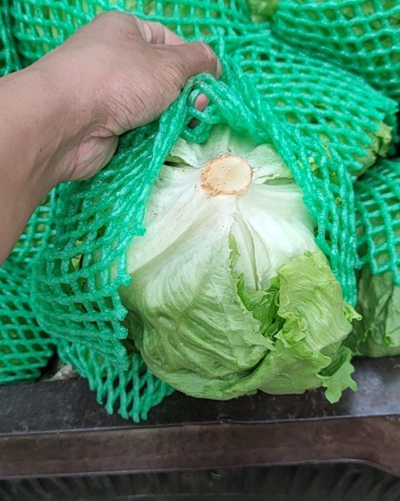产地直销精品西生菜