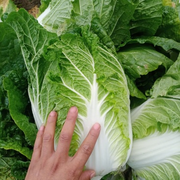 黄心菜
