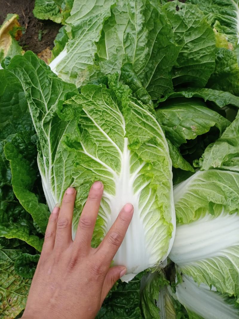 黄心菜