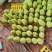 百色套袋金煌芒现货一级果团购平台电商平台电话联系