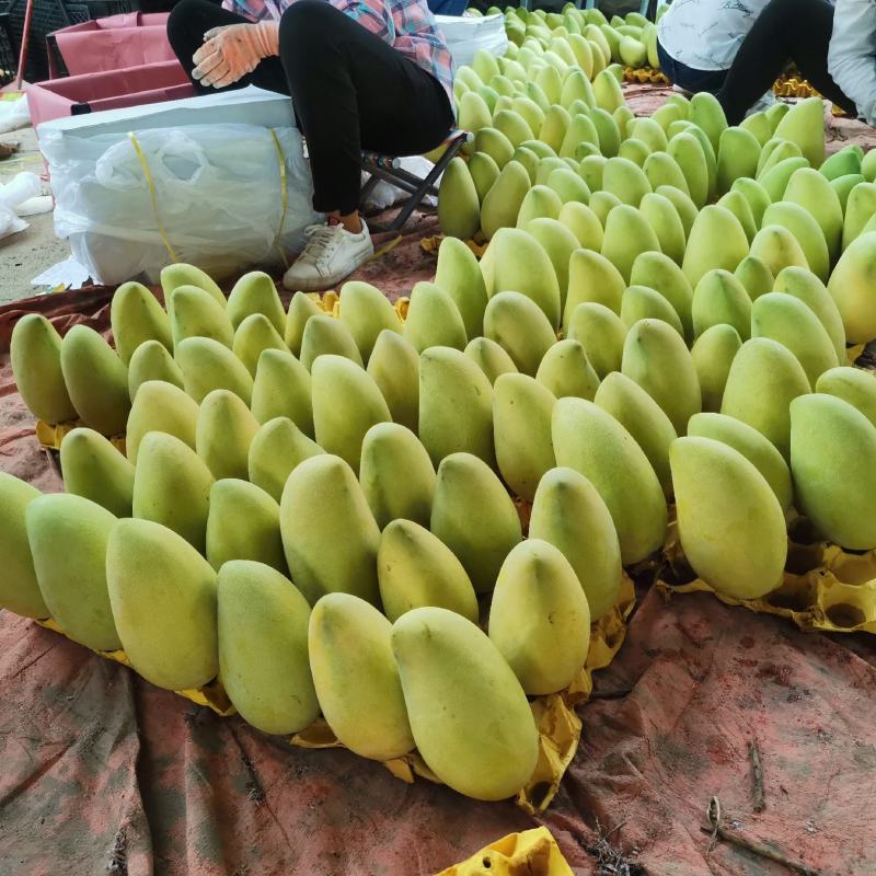 百色套袋金煌芒现货一级果团购平台电商平台电话联系