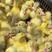 霍尔多巴吉杂交鹅雏大种鹅苗包8斤半左右进口品种