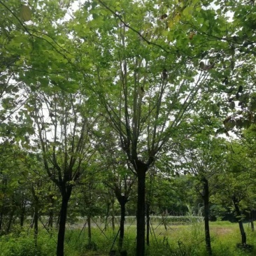 求购：15分宫粉紫荆