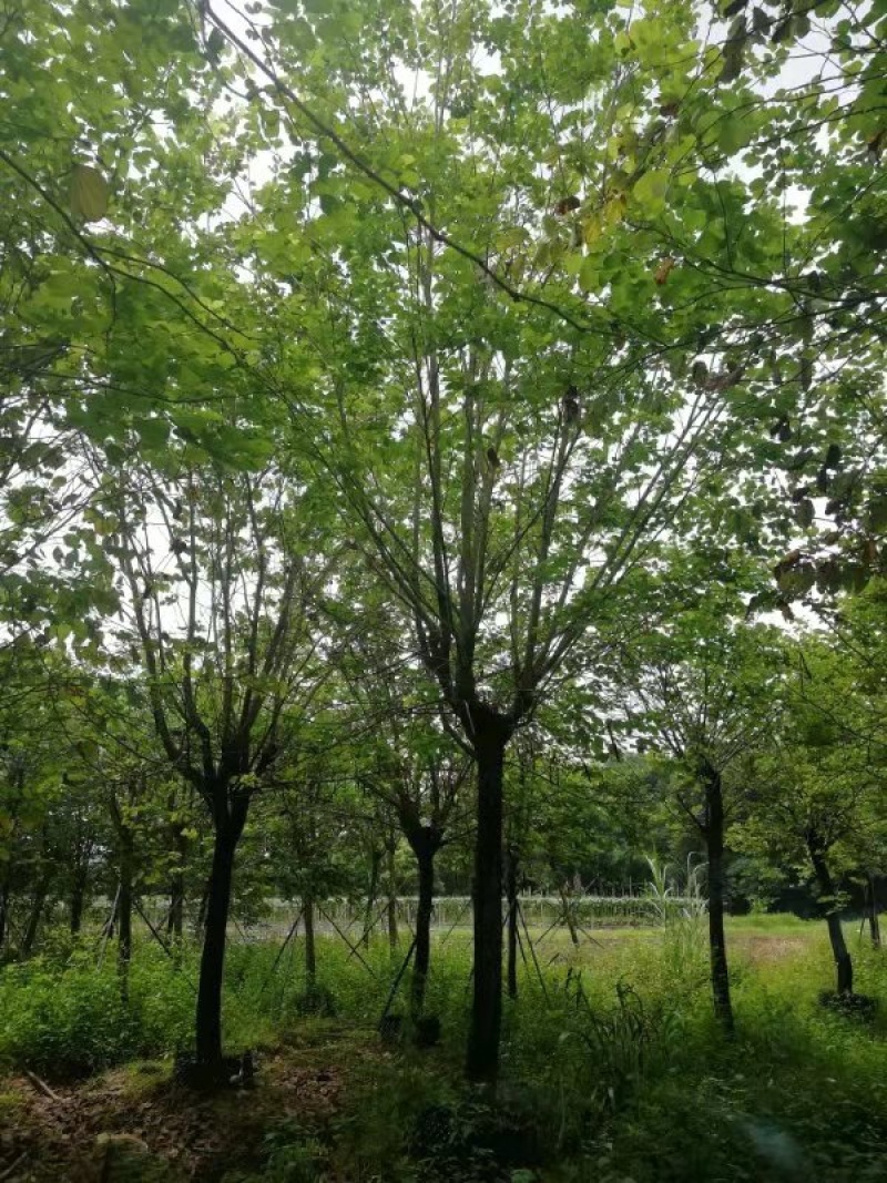 求购：15分宫粉紫荆