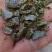常年大量供优质菜饼
