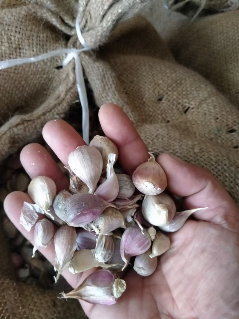 红根蒜苗种子