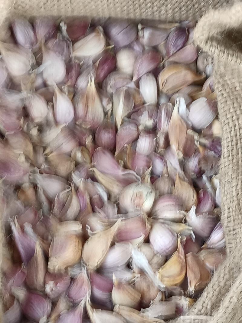 红根蒜苗种子