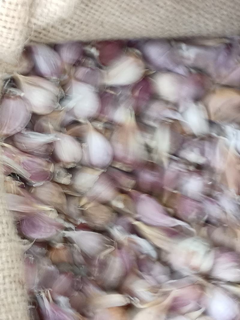 红根蒜苗种子