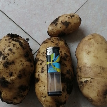 土豆源产地，欢迎各大老板联系