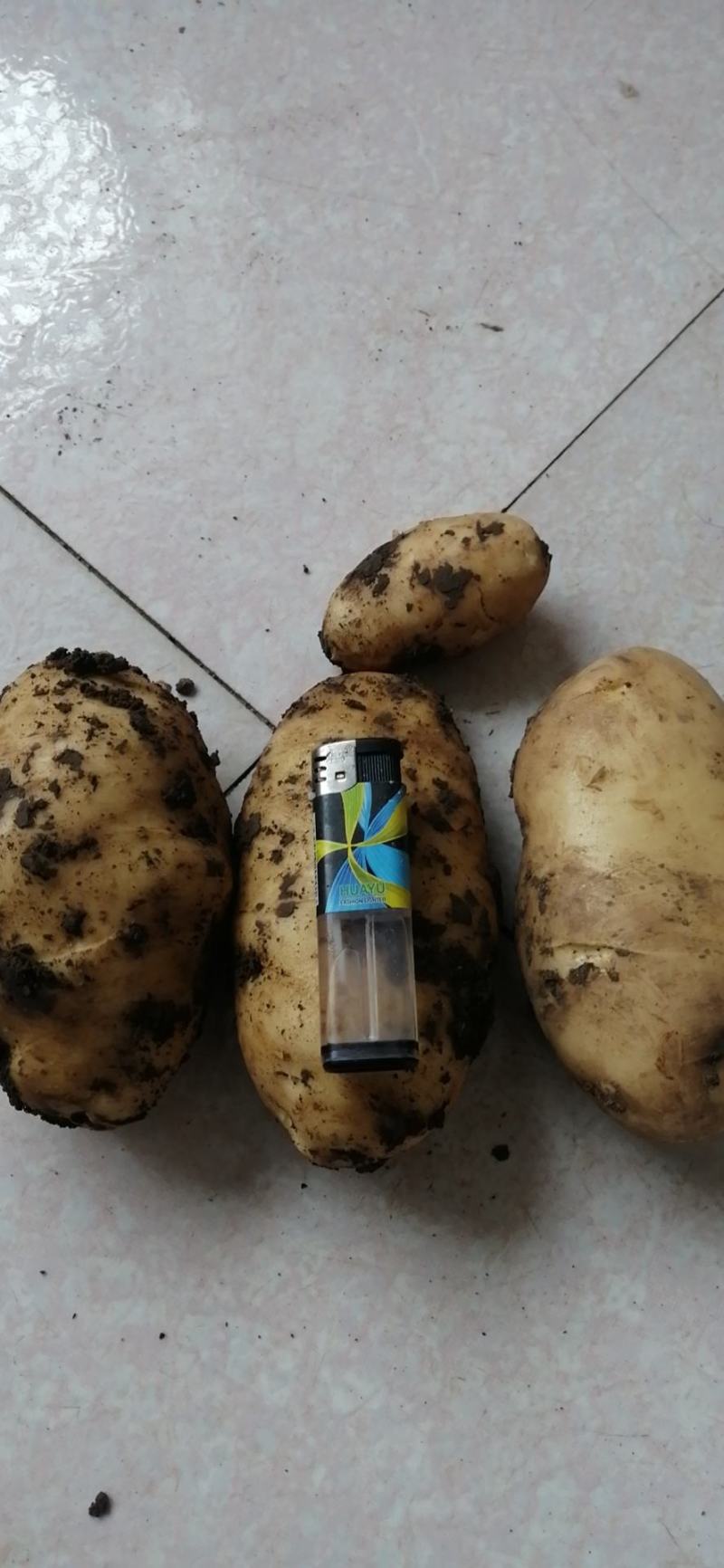 土豆源产地，欢迎各大老板联系