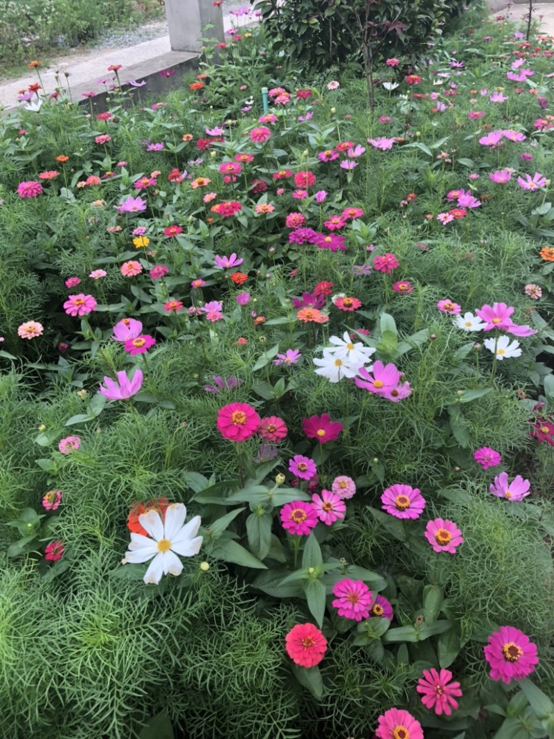 波斯菊种子格桑花种子花卉种子，花海旅游景点播种