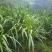 青储饲料，青贮料，贵州牧草料，甜象草料，皇竹草欢迎采购，