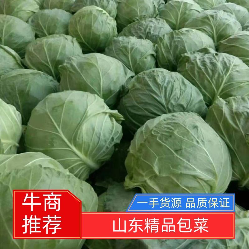 甘蓝苗鸿泽韩绿软绿经典中绿等黄心甘蓝包菜苗