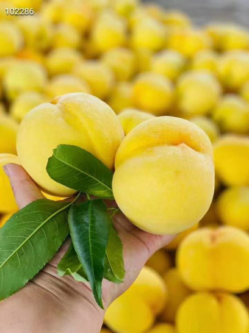 沂蒙山锦香黄毛桃