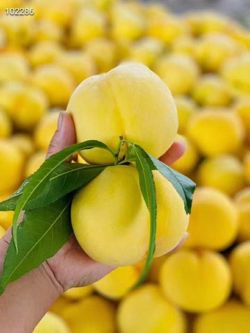 沂蒙山锦香黄毛桃