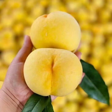 沂蒙山锦香黄毛桃