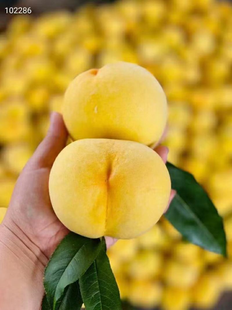 沂蒙山锦香黄毛桃