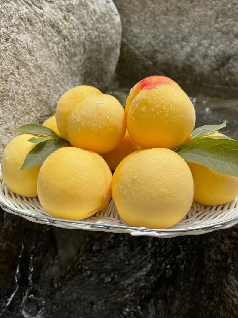 沂蒙山锦香黄毛桃