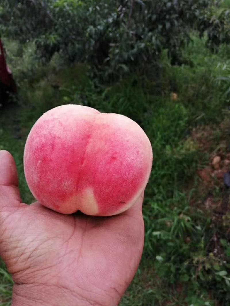 仓方早生红毛桃