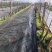 防草布除草布盖草地布