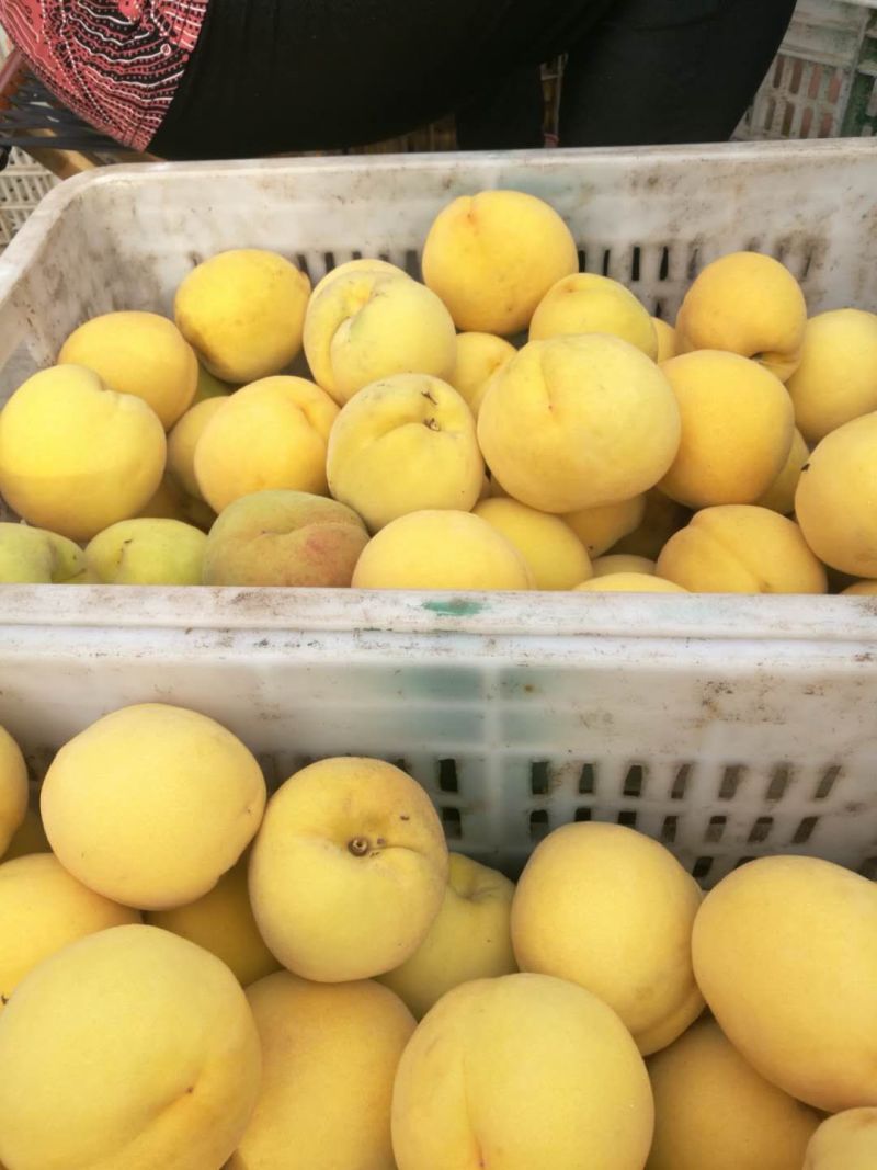 黄金冠