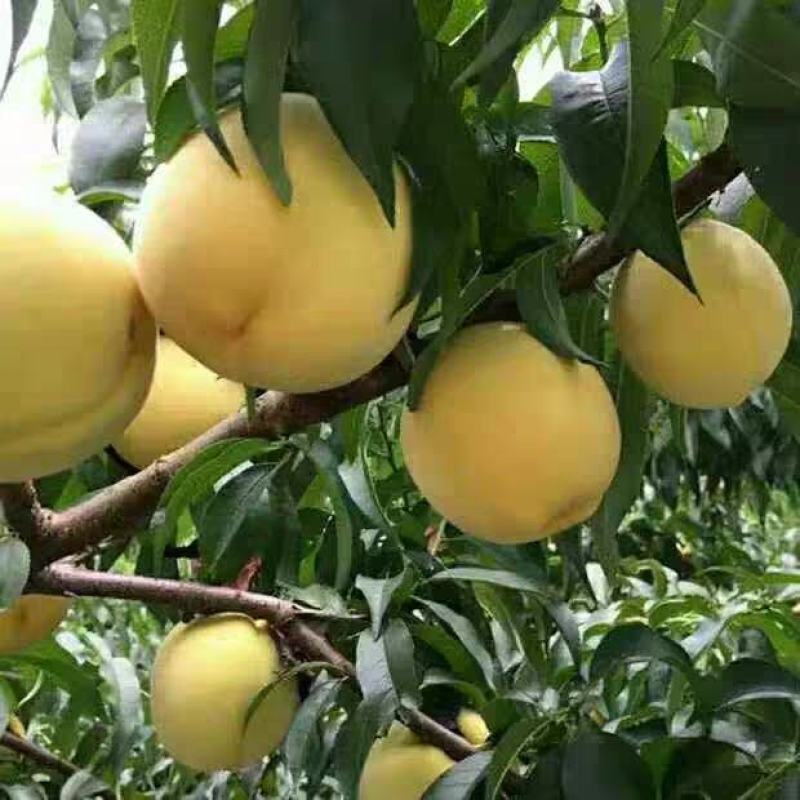 黄金冠