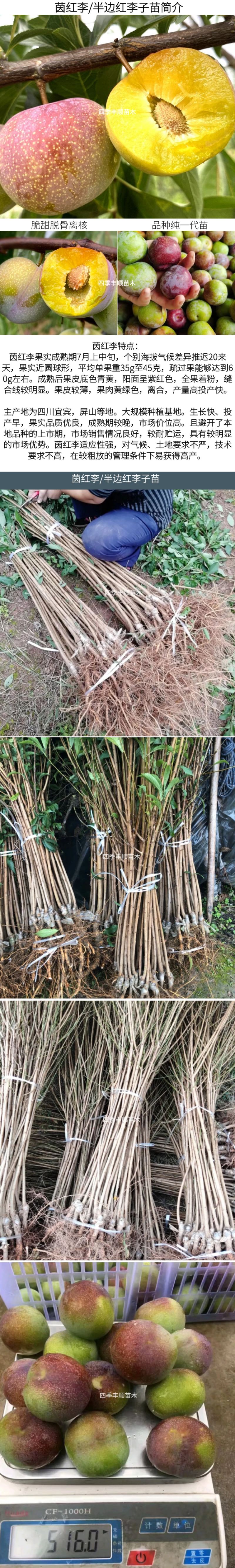【原产地供应】四川茵红李子树苗半边红李子苗现挖纯正包邮
