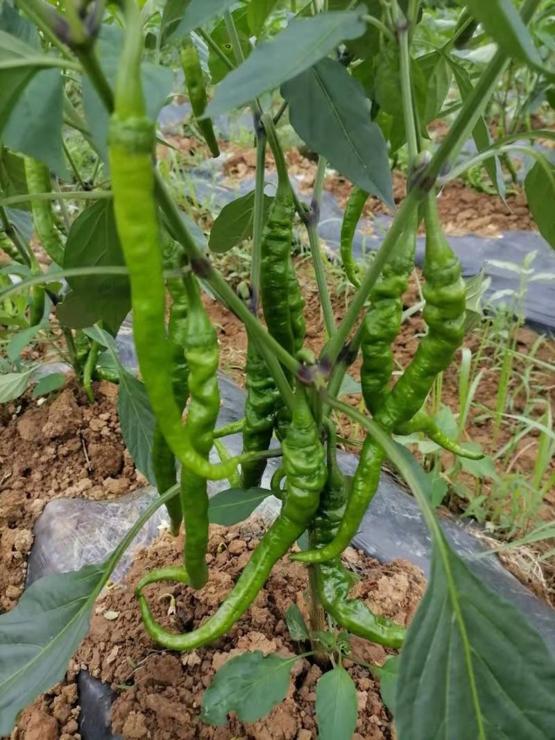 辣椒出售