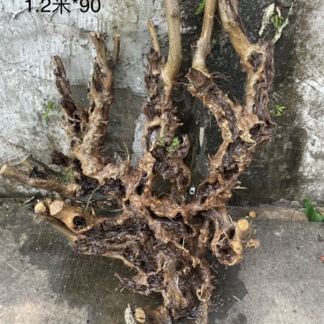黄荆下山桩